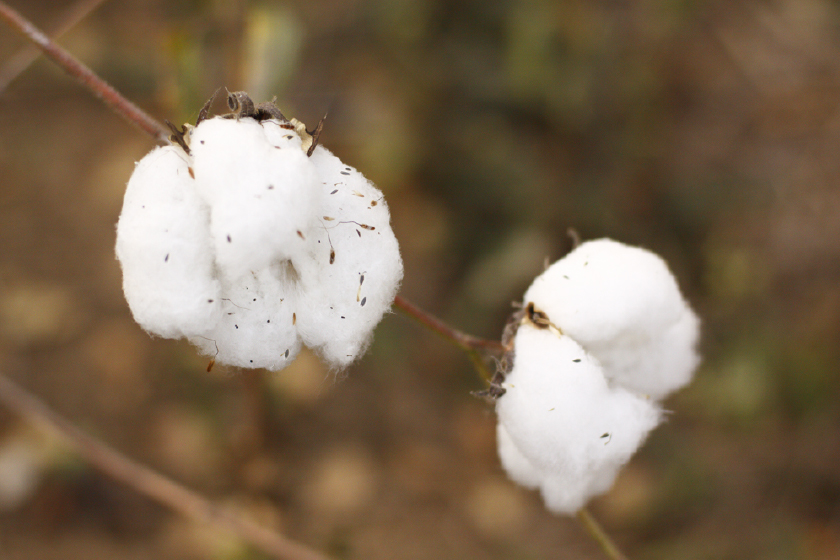 organic cotton